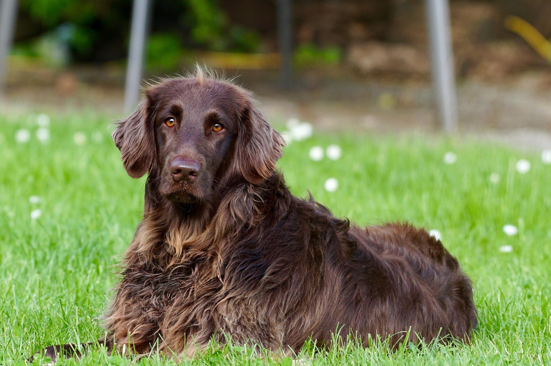 Dog has skin tag on eyelid sales
